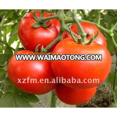 tomato paste in sachet brix 28-30%,22-24%